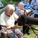 . Quelle: Alpaka-Freunde Berlin e.V.