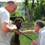 . Quelle: Alpaka-Freunde Berlin e.V.