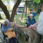 . Quelle: Alpaka-Freunde Berlin e.V.