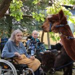 . Quelle: Alpaka-Freunde Berlin e.V.