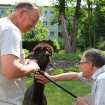 . Quelle: Alpaka-Freunde Berlin e.V.