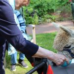 . Quelle: Alpaka-Freunde Berlin e.V.